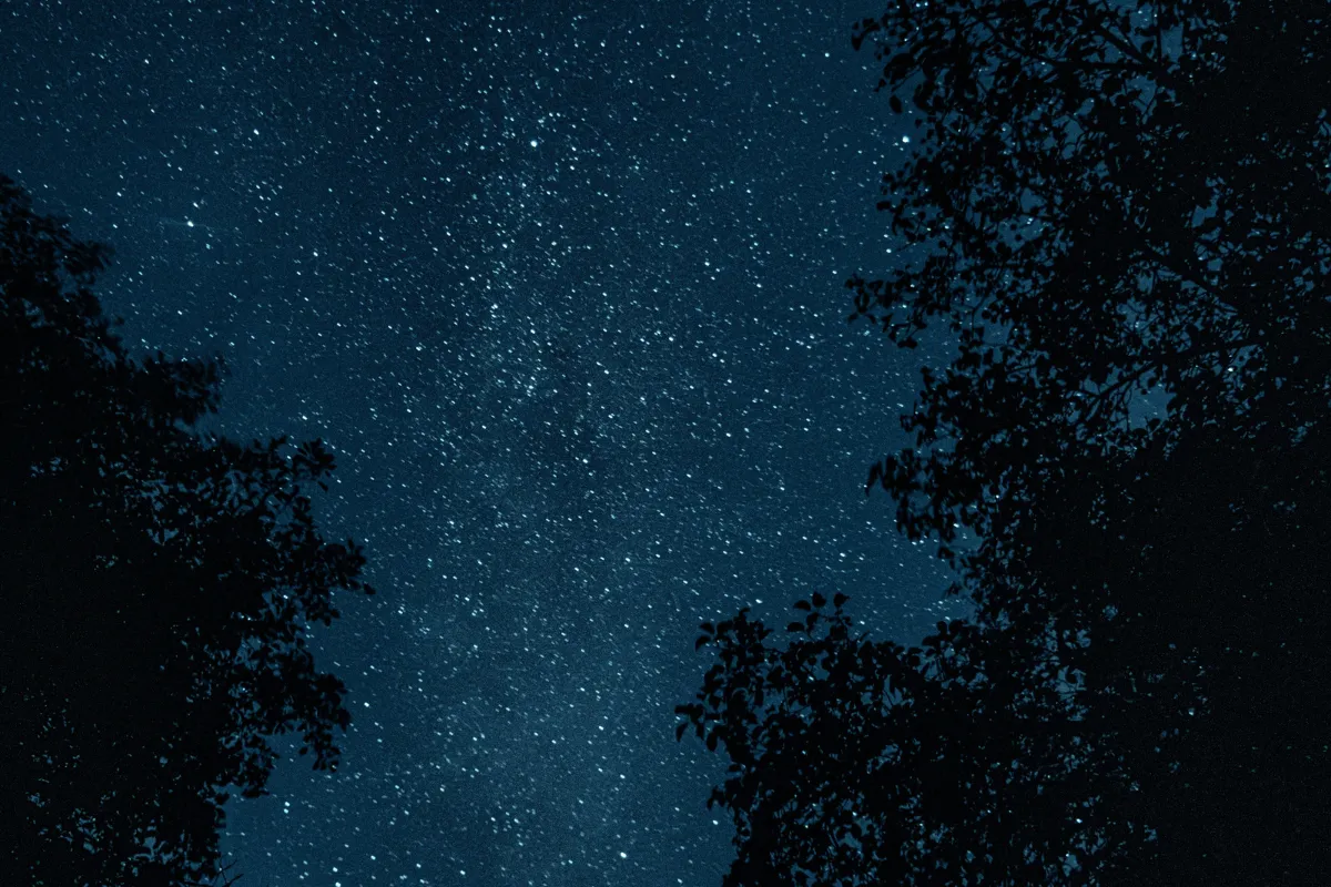 cielo nocturno lleno de estrellas, arboles adyacentes